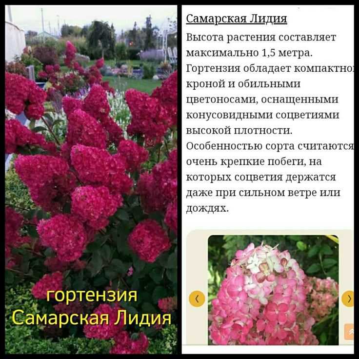 Гортензия 