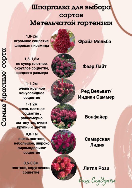 Гортензия "Самарская Лидия"