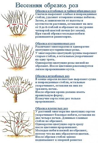 Пионовыдные розы