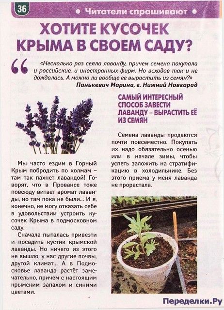 Лаванда выращивание и уход