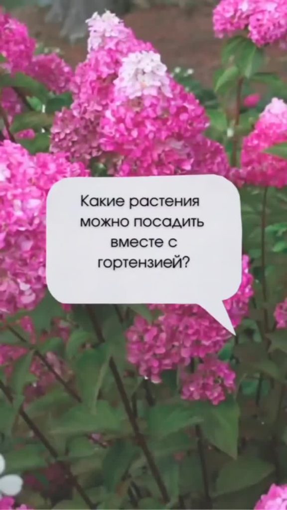 С чем посадить гортензию метельчатую?