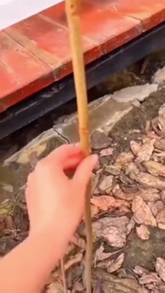Как самому вырастить гортензию на штамбе