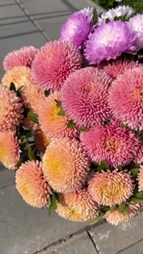 Как сажать астры
