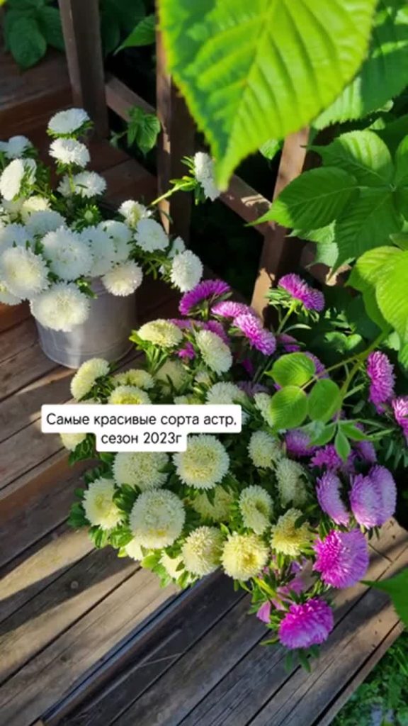 Сорта астр
