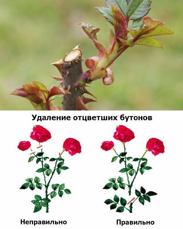 Розы