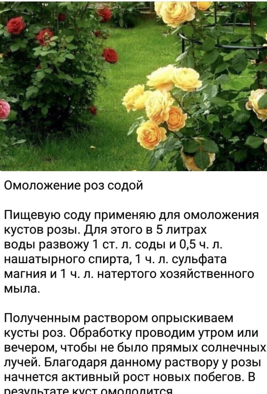 Розы