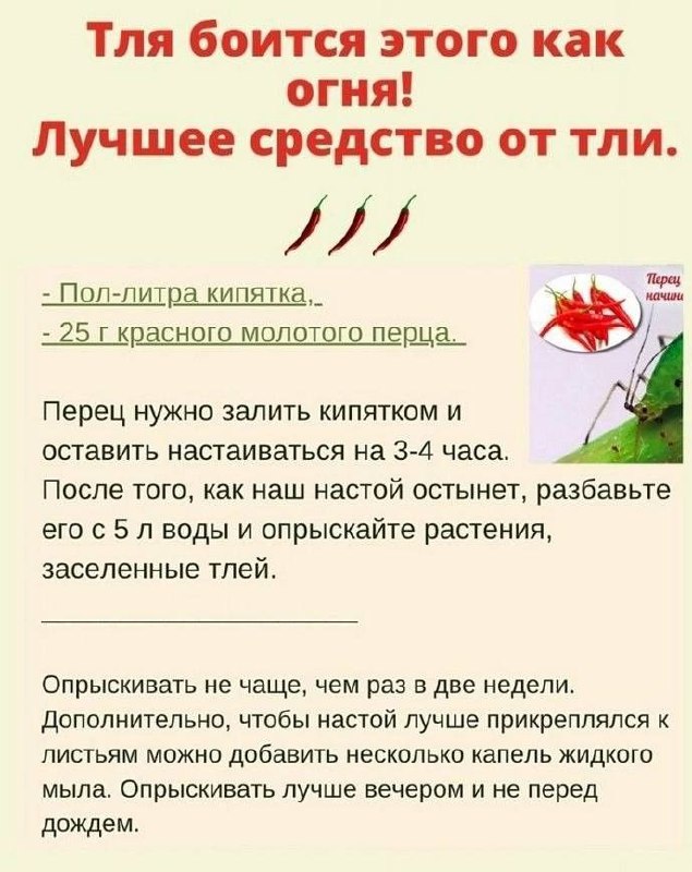 Розы