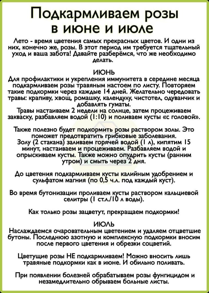 Розы