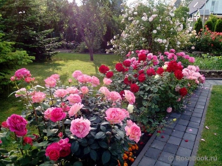 Кустовые розы