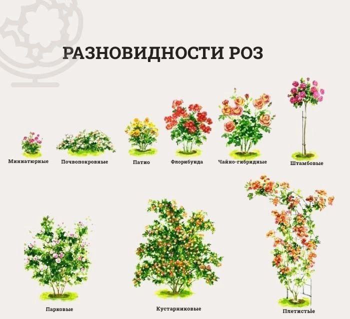 Кустовые розы