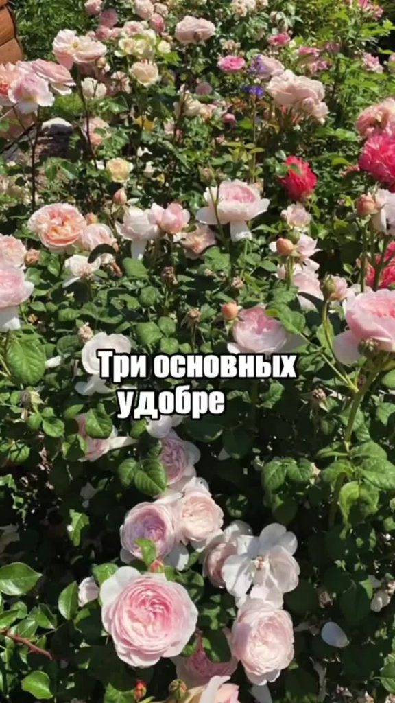 Подкормка роз