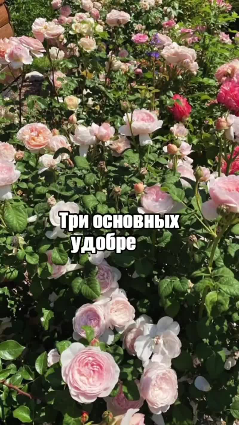 Подкормка роз