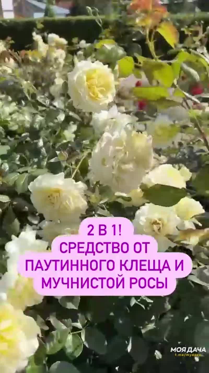 Обработка роз весной от болезней  и вредителей