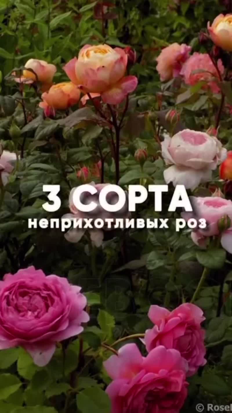 Самые неприхотливые розы для начинающих