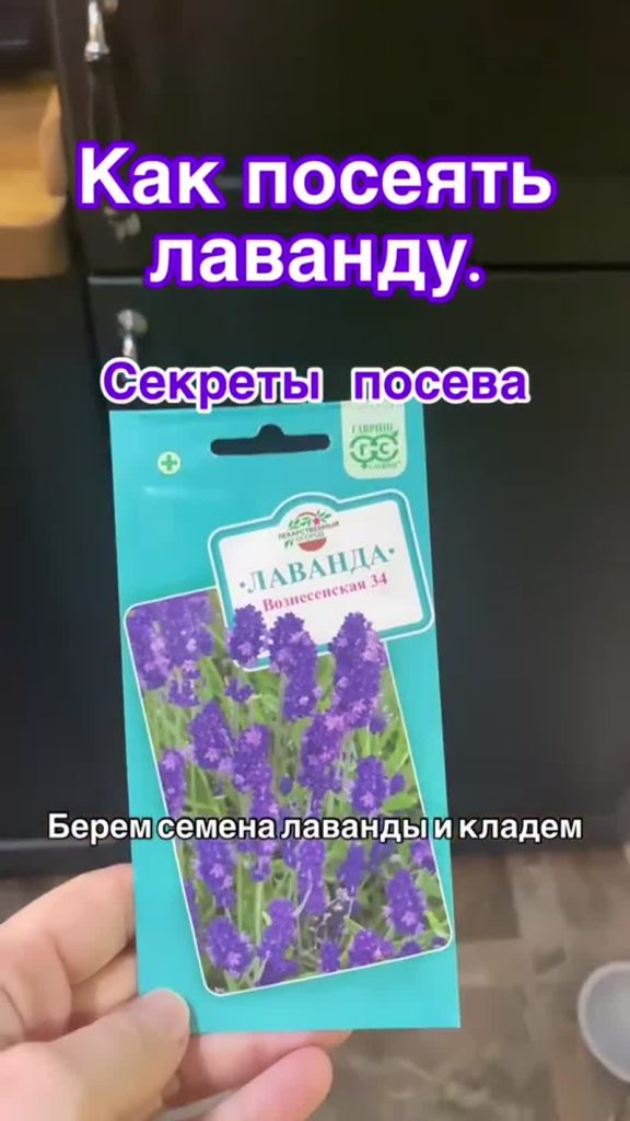 Как вырастить лаванду?