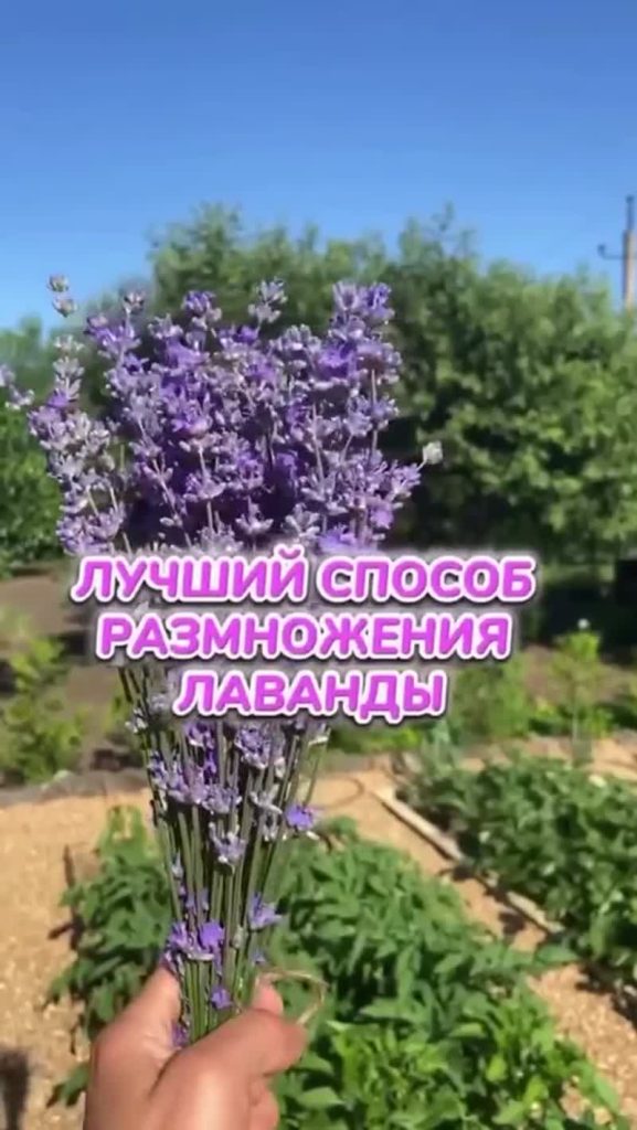 Лаванда размножение