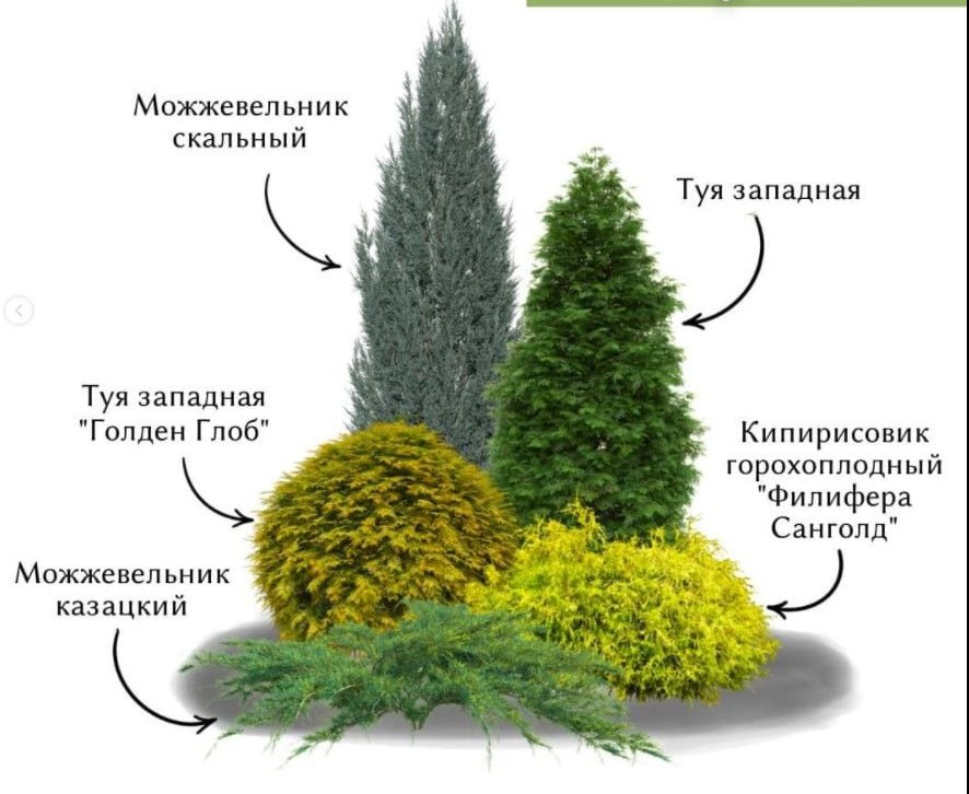 Ландшафтные планы для клумбы с хвойными