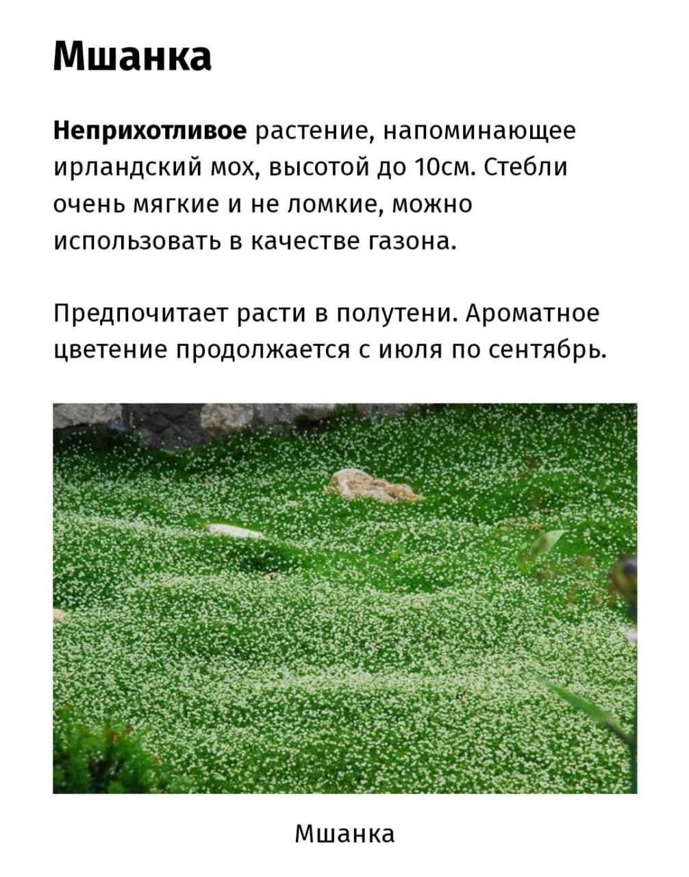 Красивый газон на участке