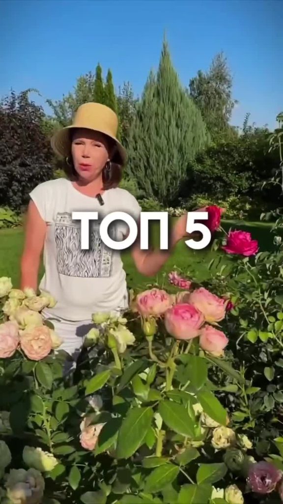 С чем посадить розы?
