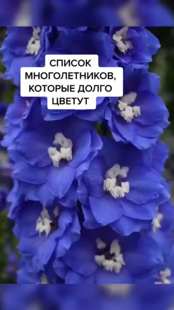 Многолетние цветы для дачи