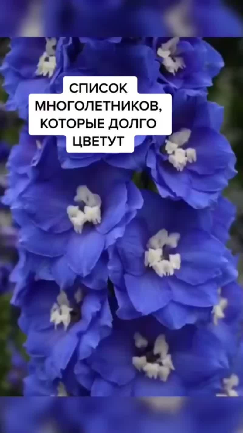 Многолетние цветы для дачи