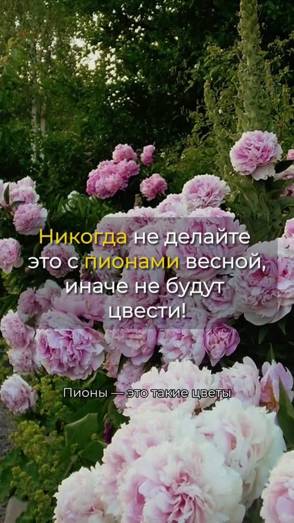 Пионы