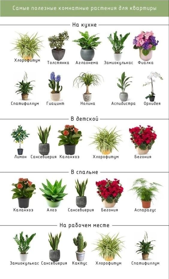 Комнатные растения