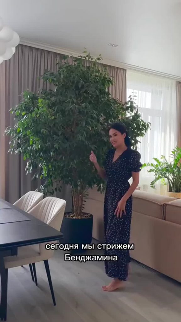 Комнатные растения фикус бенджамина