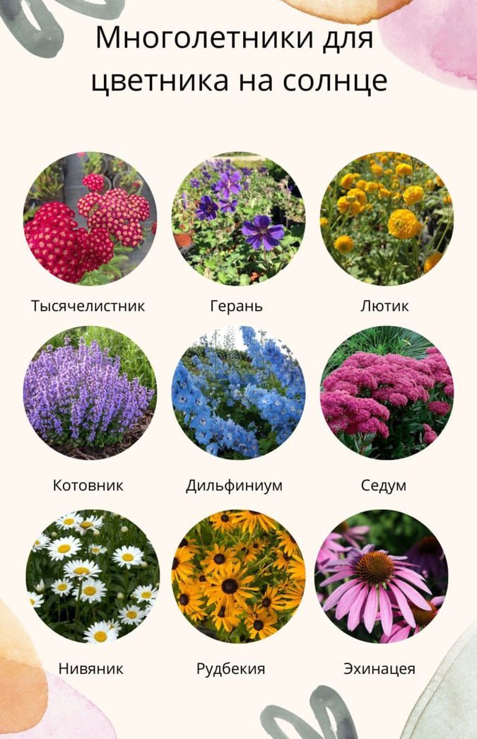 Многолетние цветы для дачи
