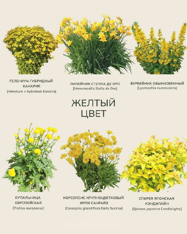 Многолетние цветы для дачи