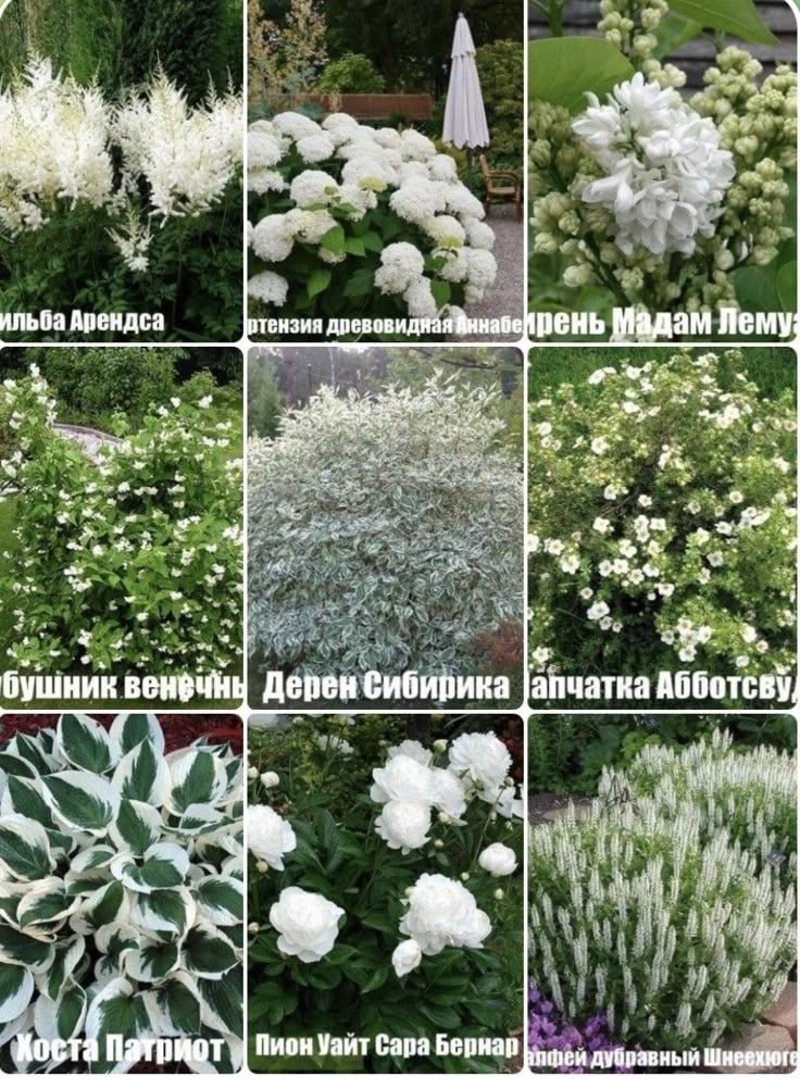 Многолетние цветы для дачи
