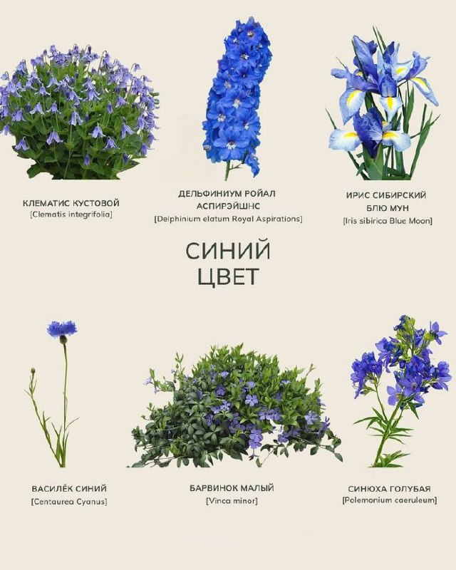 Многолетние цветы для дачи Многолетние цветы для дачи