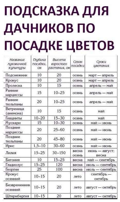 Многолетние цветы для дачи Многолетние цветы для дачи