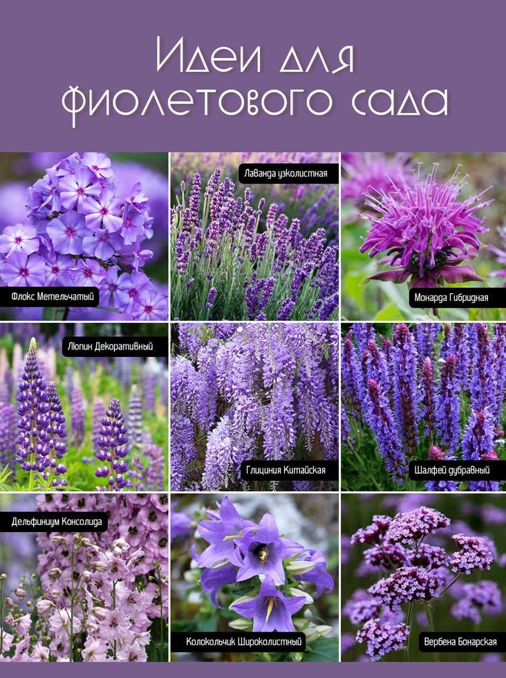 Многолетние цветы для дачи