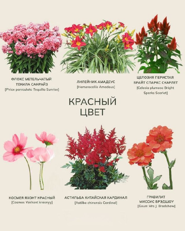 Многолетние цветы для дачи