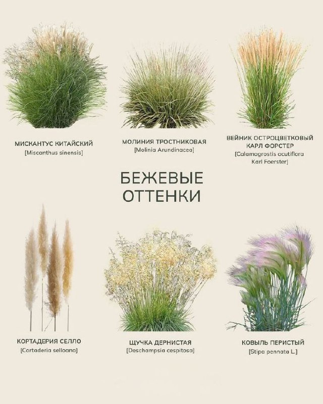 Многолетние цветы для дачи