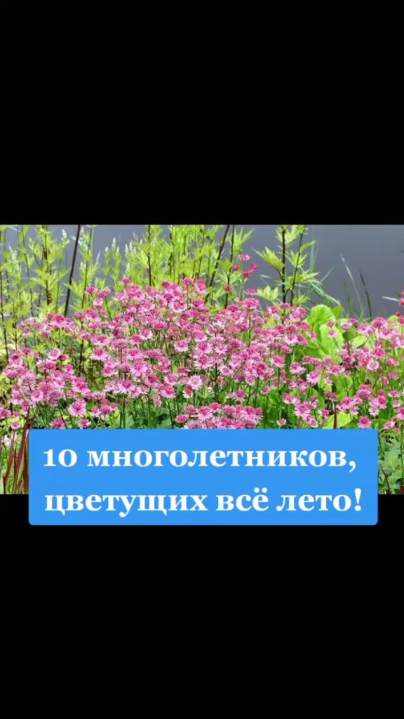 Многолетние цветы для дачи