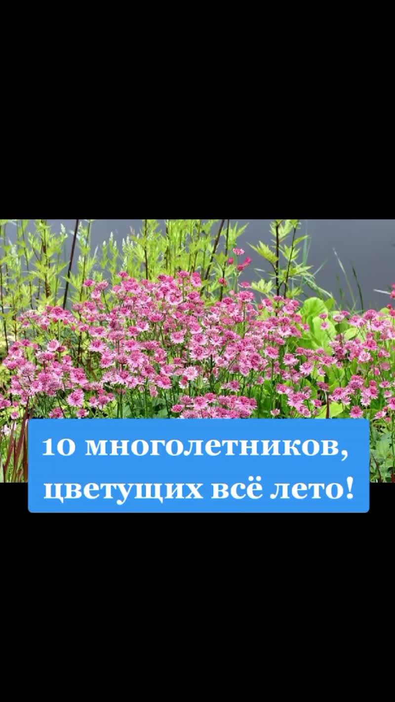 Многолетние цветы для дачи Многолетние цветы для дачи