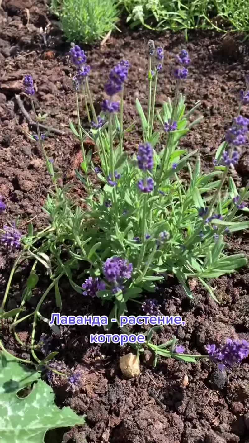 Всё ещё про лаванду Всё ещё про лаванду